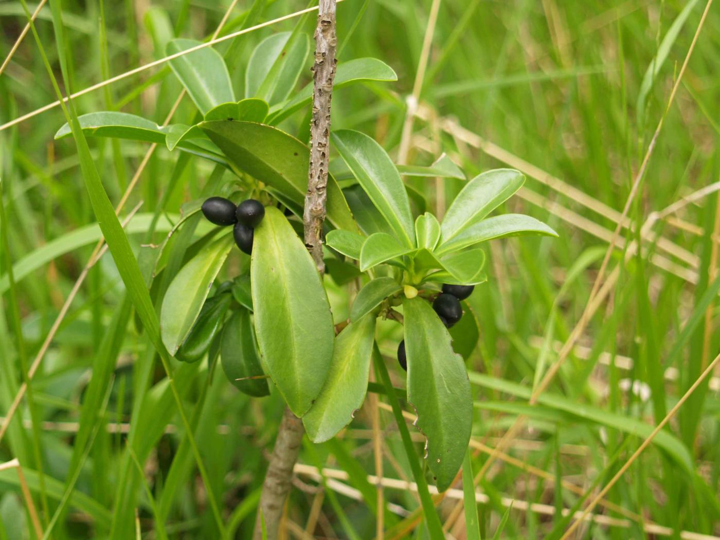 Spurge laurel fruit